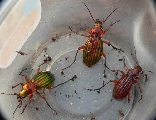 Carabus auronitens auronitens