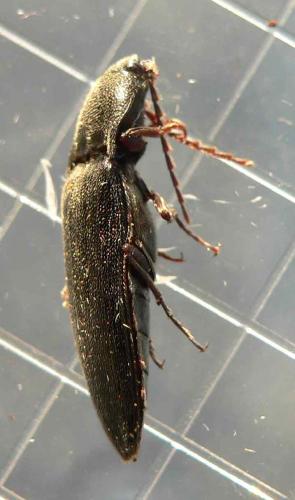 Réf. 66 738 : Melanotus villosus
