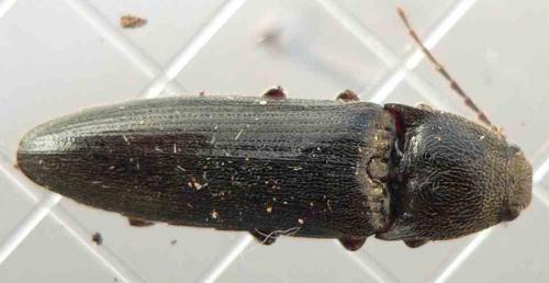 Réf. 66 737 : Melanotus villosus