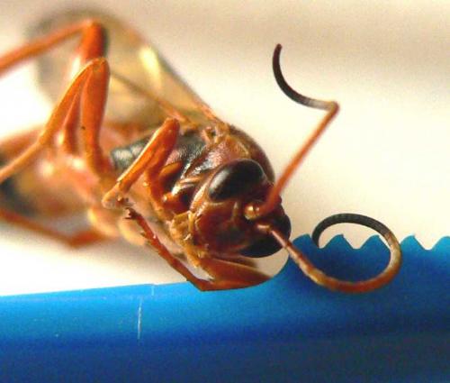 Réf. 66 921 : Lymantrichneumon disparis