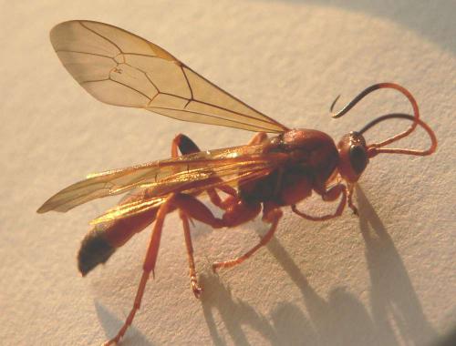 Réf. 66 917 : Lymantrichneumon disparis