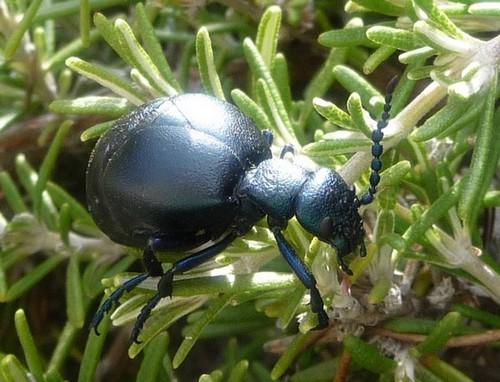Meloe proscarabaeus