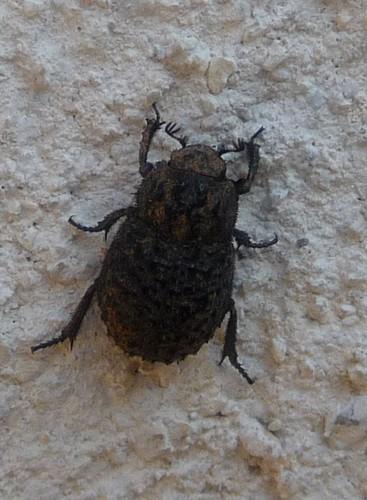 Trox perlatus