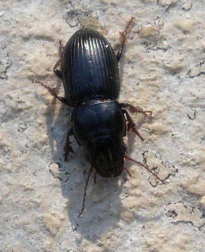 Acinopus picipes