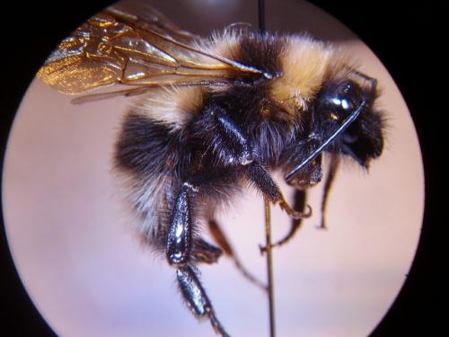 Réf. 66 453 : Bombus hortorum