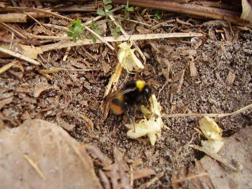 Bombus pratorum