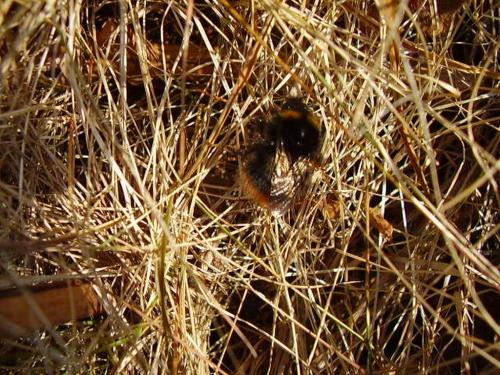 Bombus pratorum