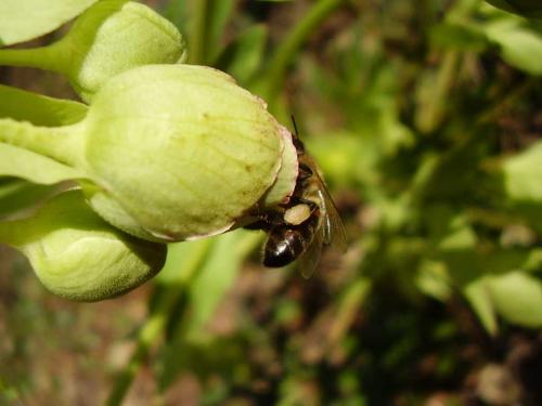 Apis mellifera
