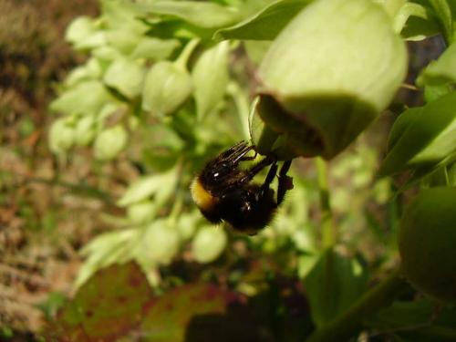 Bombus sp.