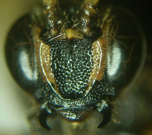 Metopius dentatus