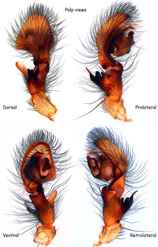 Amaurobius similis