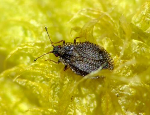 Réf. 66 888 : Acalypta parvula