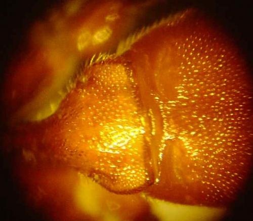 Réf. 66 963 : Lymantrichneumon disparis