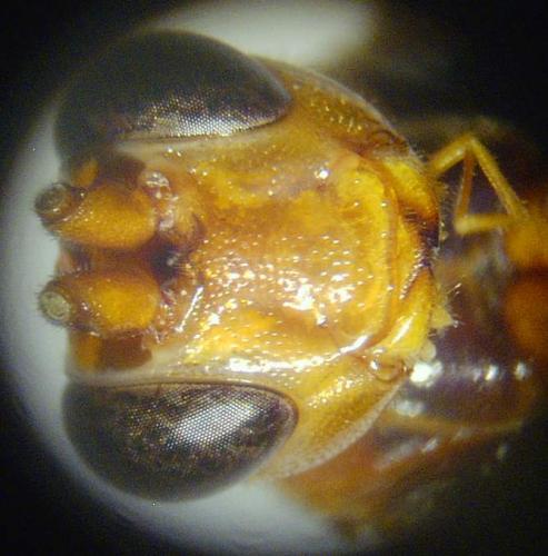 Réf. 66 940 : Ichneumoninae inconnu