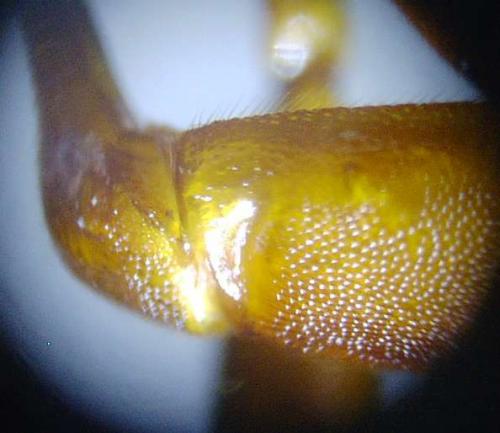 Réf. 66 964 : Lymantrichneumon disparis