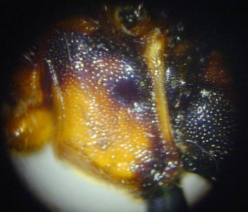 Réf. 66 968 : Lymantrichneumon disparis