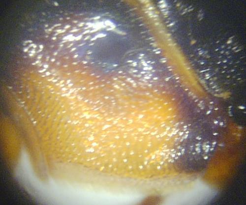 Réf. 66 918 : Lymantrichneumon disparis