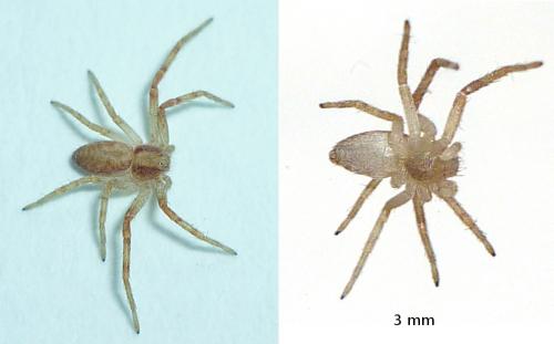 Philodromus sp.