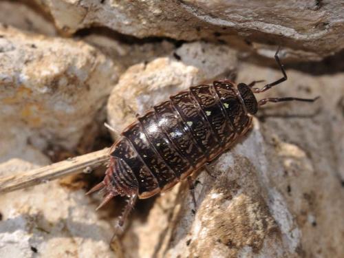 Philoscia sp.