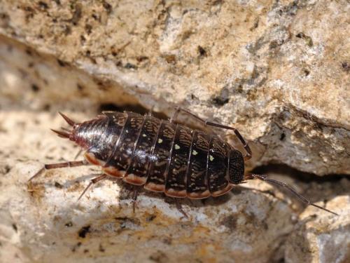 Philoscia sp.