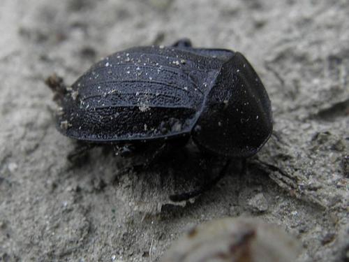 Réf. 66 753 : Phosphuga atrata