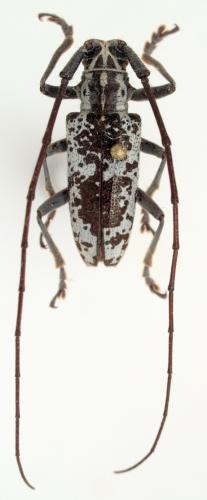 Epepeotes lugubris