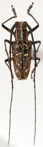 Epepeotes desertus rhobetor