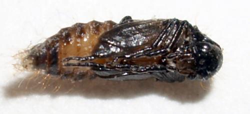 Réf. 66 011 : Dasytes caeruleus
