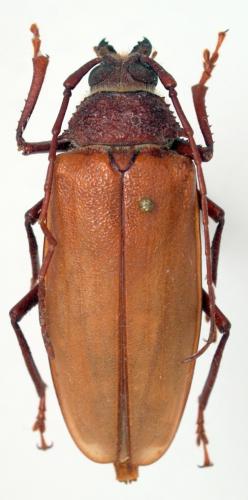 Agrianome fairmairei