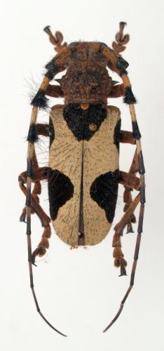 Arctolamia fruhstorferi
