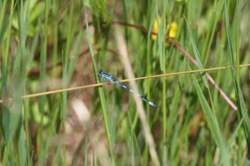 Coenagrion mercuriale
