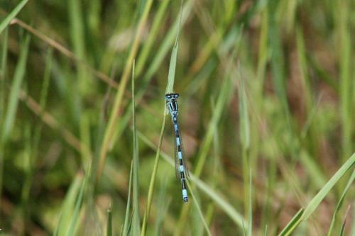 Réf. 66 133 : Coenagrion mercuriale