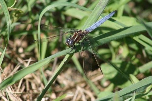 Orthetrum coerulescens