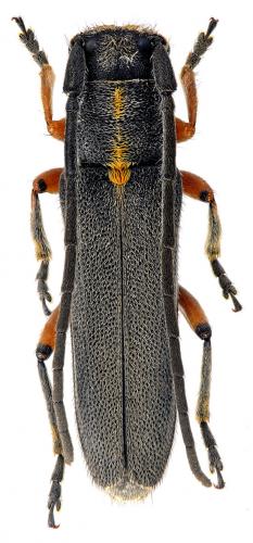 Réf. 66 529 : Phytoecia icterica