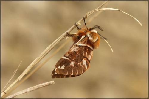 Endromis versicolora