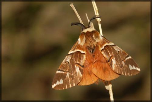 Réf. 66 678 : Endromis versicolora