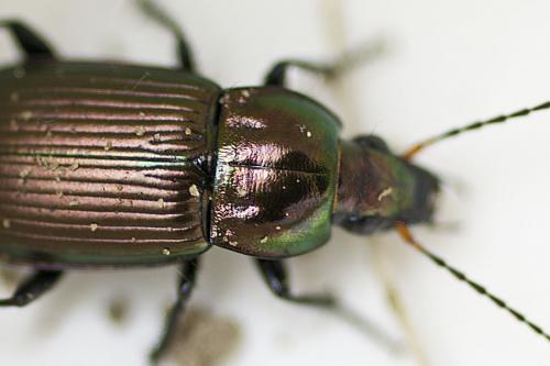 Poecilus cupreus