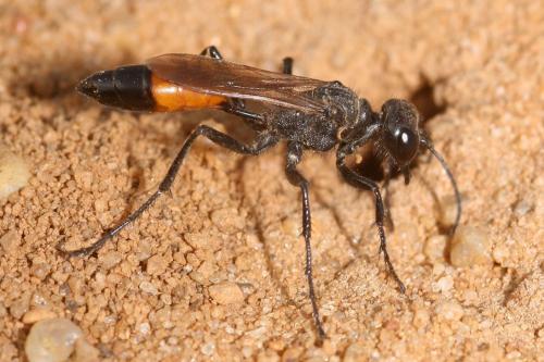 Podalonia affinis