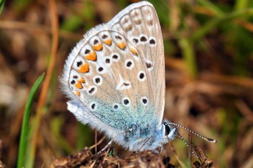 Réf. 66 838 : Polyommatus sp.