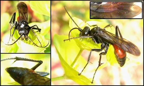Réf. 66 225 : Priocnemis sp.