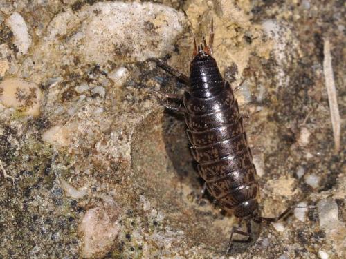 Chaetophiloscia hastata