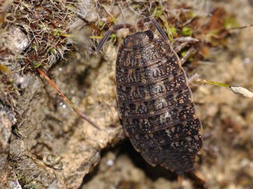 Orthometopon dalmatinum