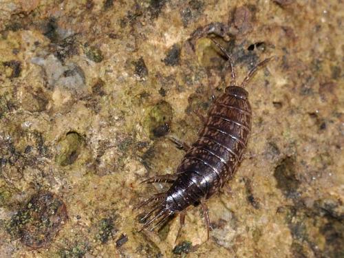Chaetophiloscia hastata