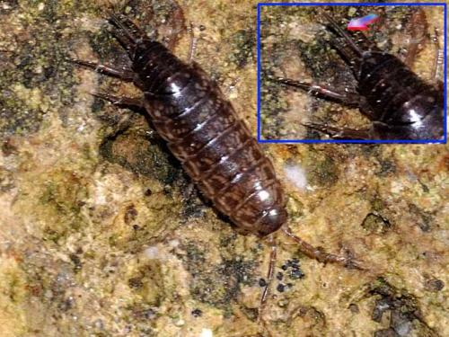 Chaetophiloscia hastata