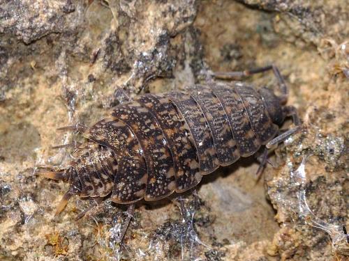 Orthometopon dalmatinum