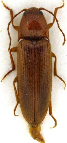Porthmidius austriacus
