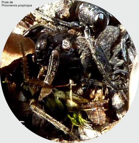 Pardosa sp.