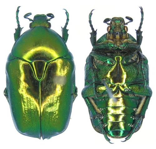 Potosia splendidula
