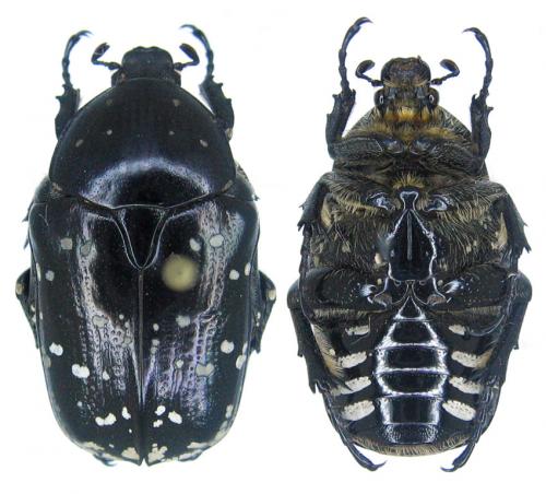 Réf. 66 389 : Potosia funebris
