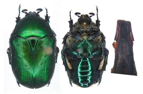 Protaetia ungarica